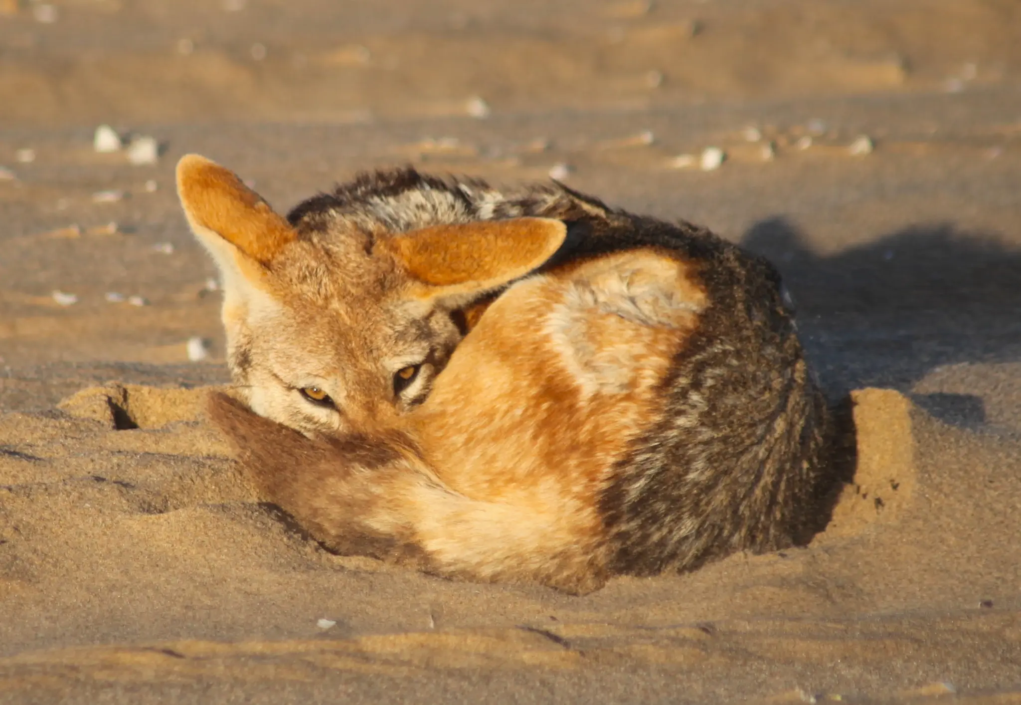 Black-backed jackal