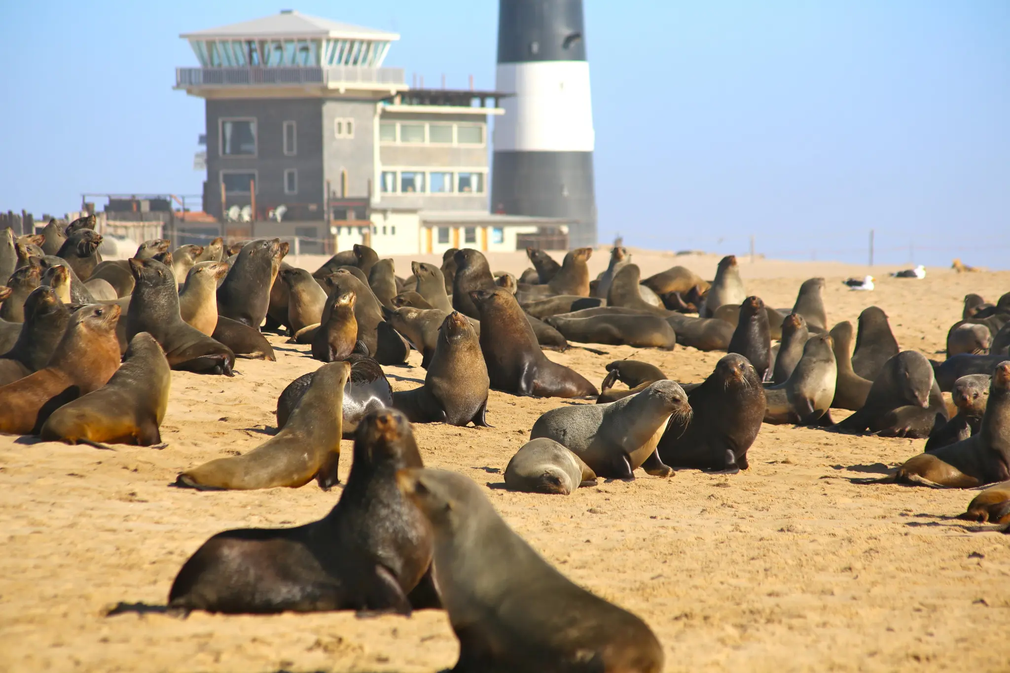 Cape fur seals at Pelican Point
