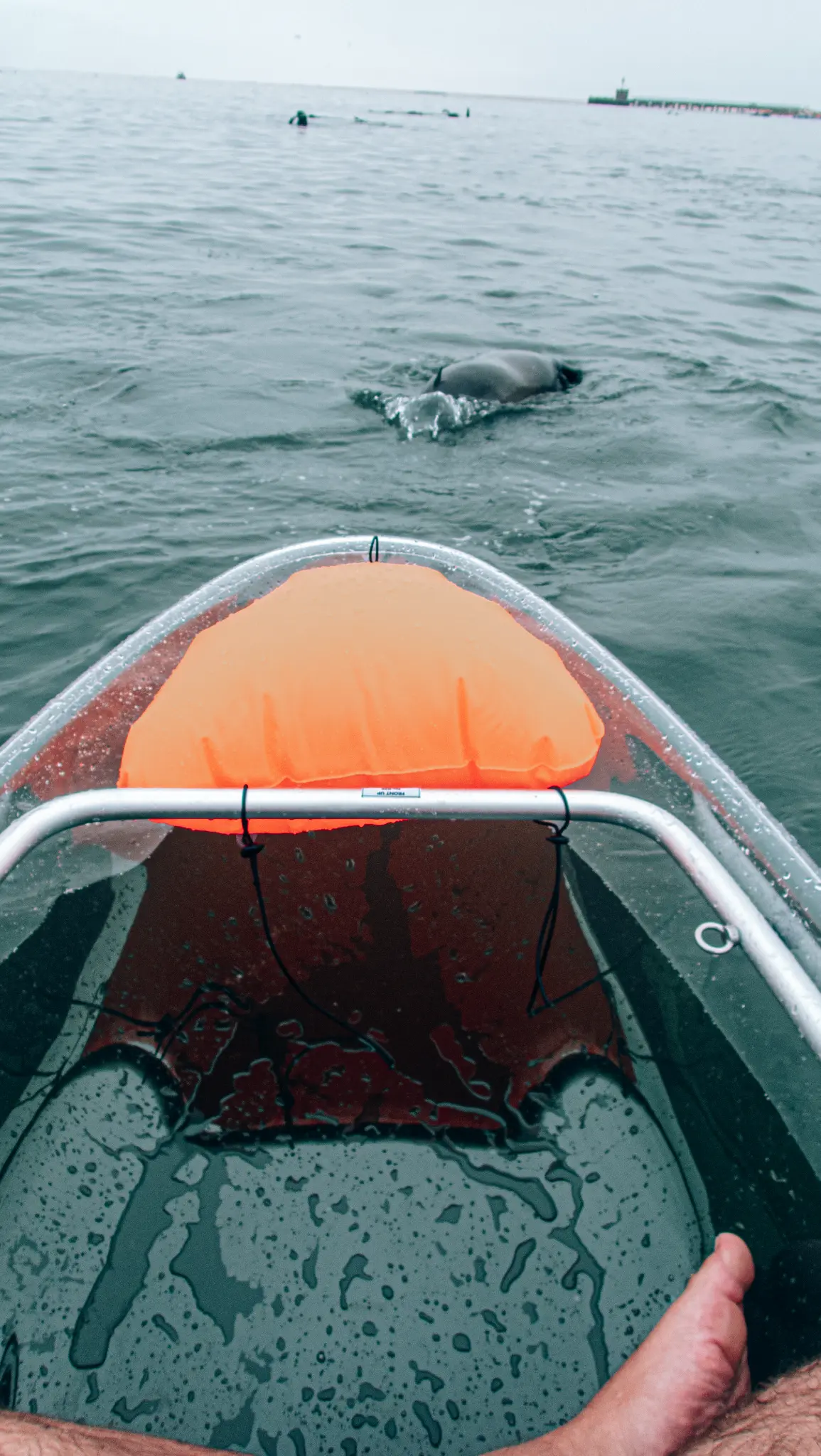 Seal swimming close to kayak