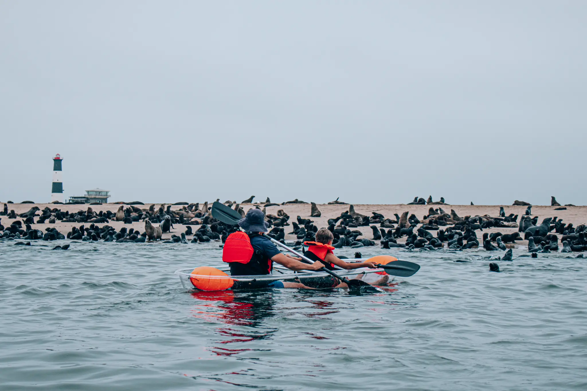 Kayaking with seals at Pelican Point