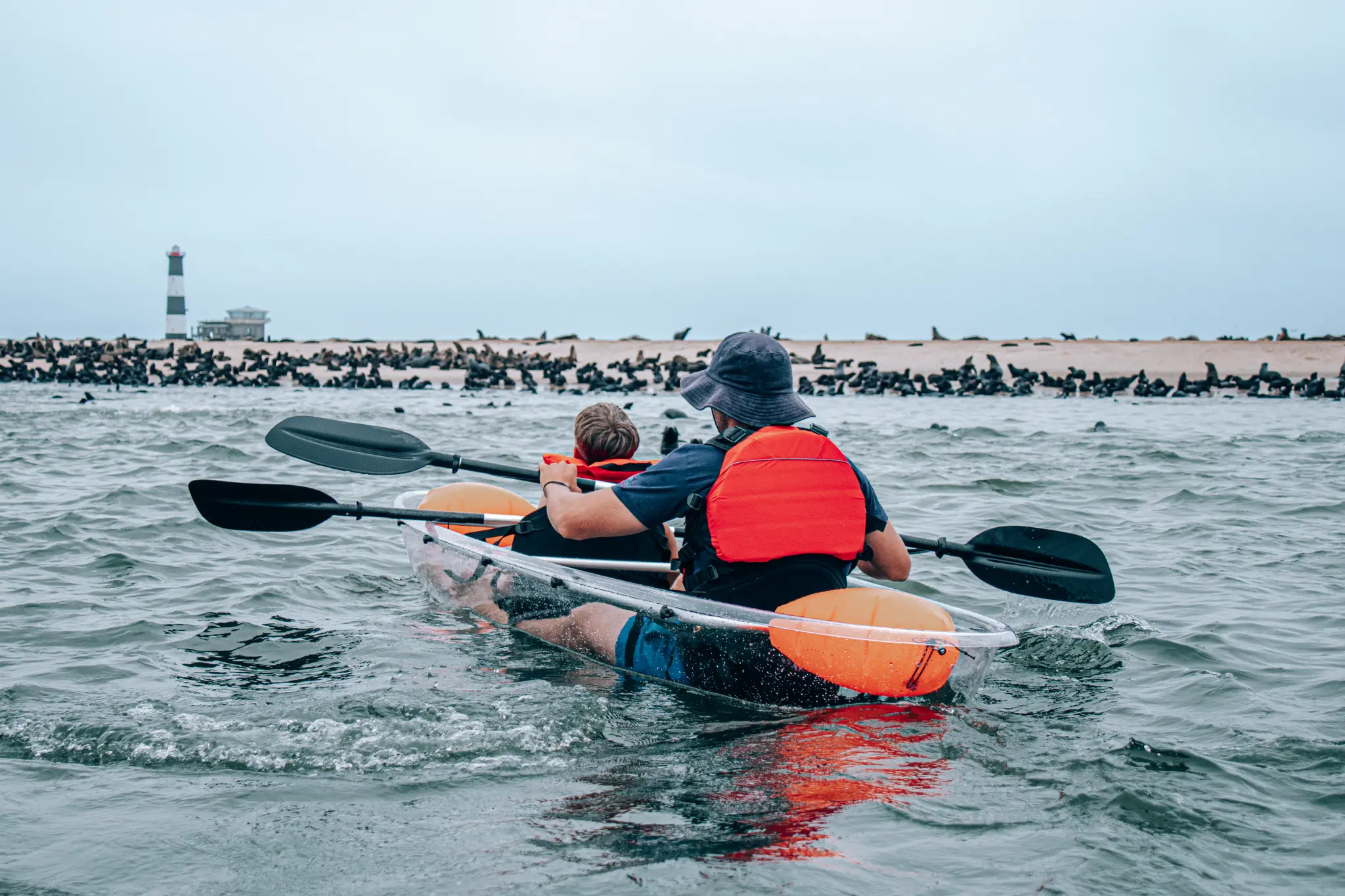 Transparent kayak among the seals