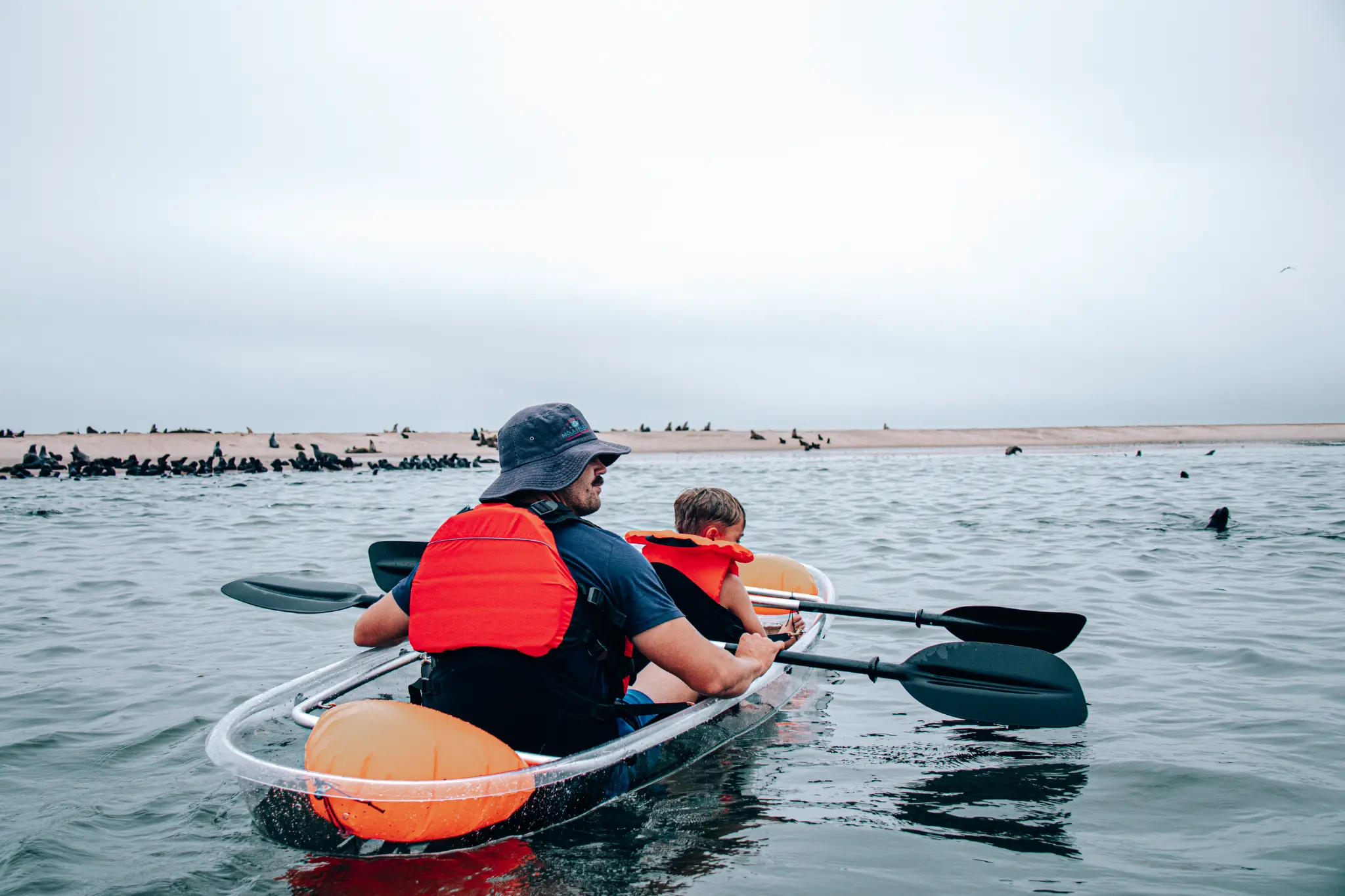 Paddling towards the seal colony