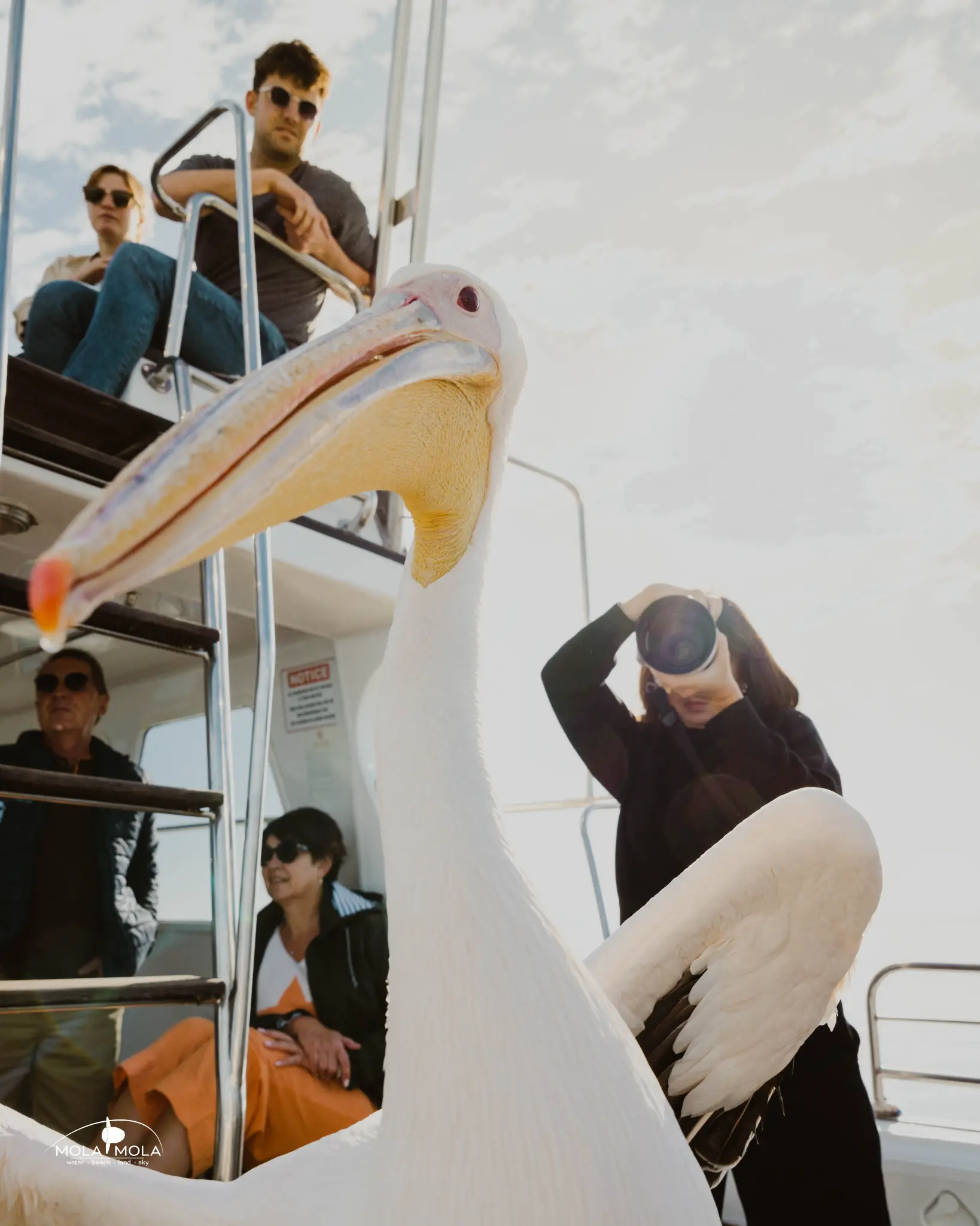 Pelicans at Pelican Point